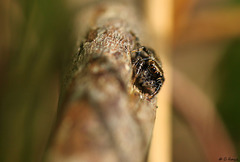 Evarcha falcata Female