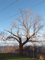 Arbre électrique et béni  / Electric and blessed tree - Photo originale