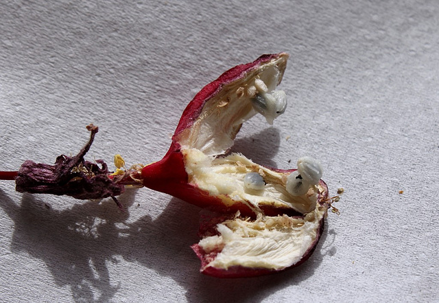 Fruit de passiflora sanguinolenta