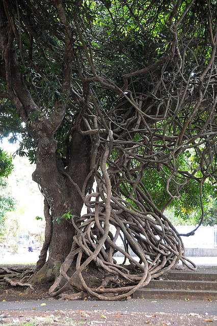 Luftwurzelgewurschtel-Baum