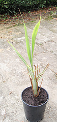 cymbopogon citratus P9183386-2