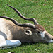 IMG 2327 Antilope