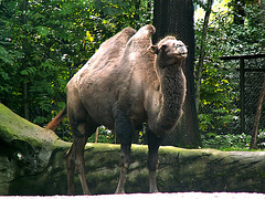 Das pfeifende Kamel  ;-)