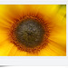 the eye of the sun(flower)
