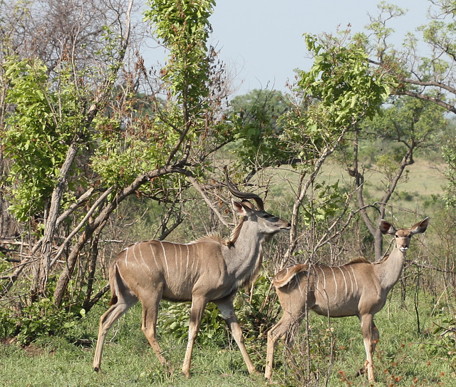 Große Kudu Antilopen / Strepsiceros