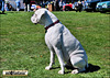 Dogs At Car Shows
