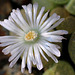 Lithops  lesliei "albinica" C36 A