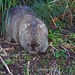wombat on the move