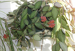 Hoya tsangii