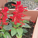 The salvias are coming along