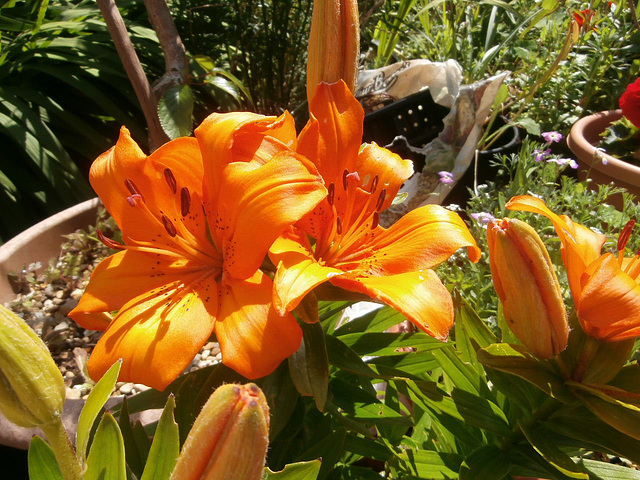 The orange lilies are looking good