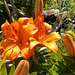 The orange lilies are looking good
