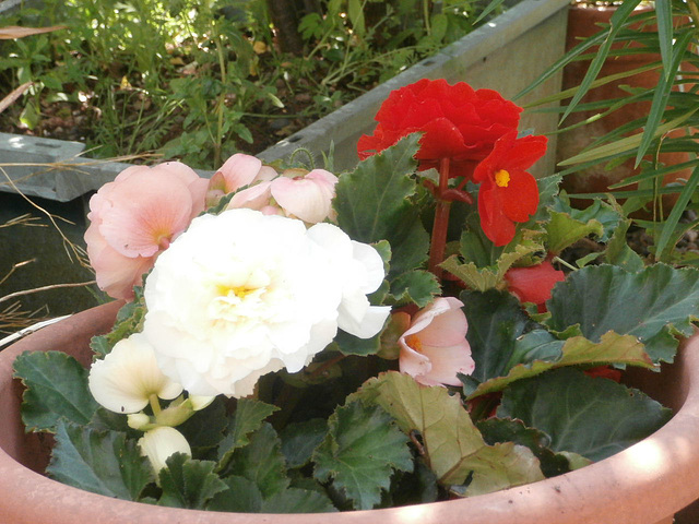Begonias are so colourful