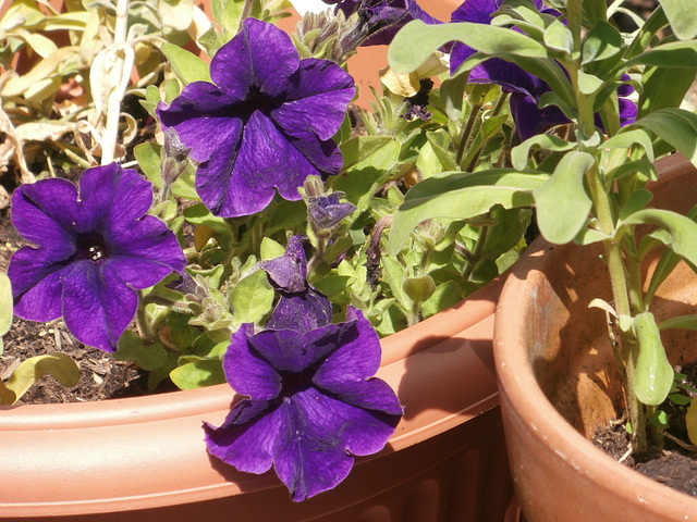 The purple is so deep a colour of the petunias