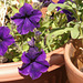 The purple is so deep a colour of the petunias