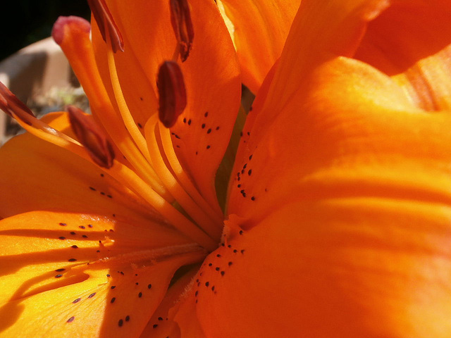 The glorious bright orange of the lily