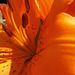 The glorious bright orange of the lily