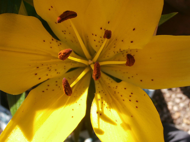 The yellow lily