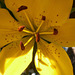 The yellow lily