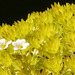 The saxifrage, 'Cloth of Gold' is such a lovely plant