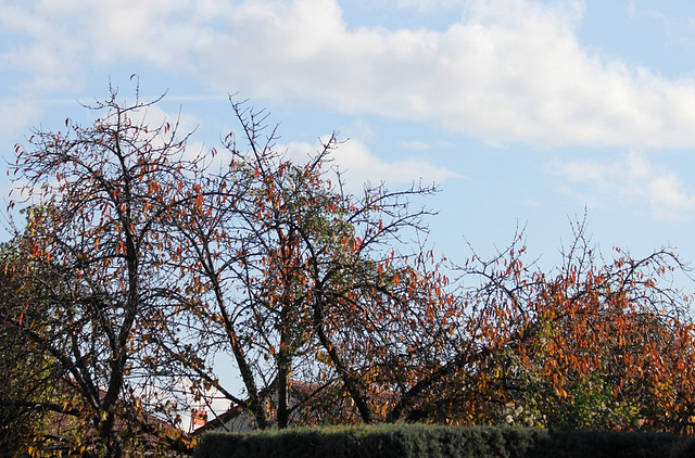 Cerisier en automne