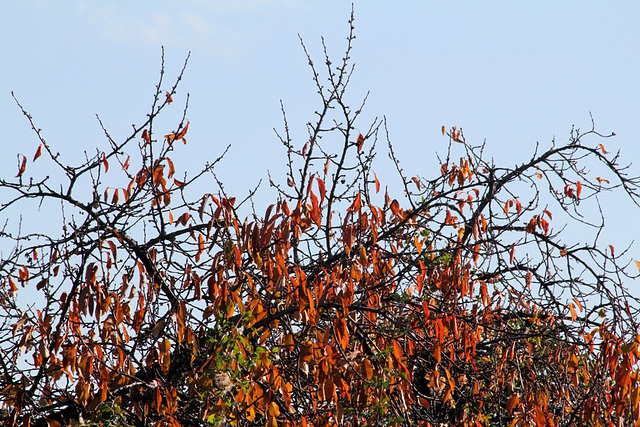 Cerisier en automne- Pendeloques