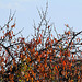 Cerisier en automne- Pendeloques