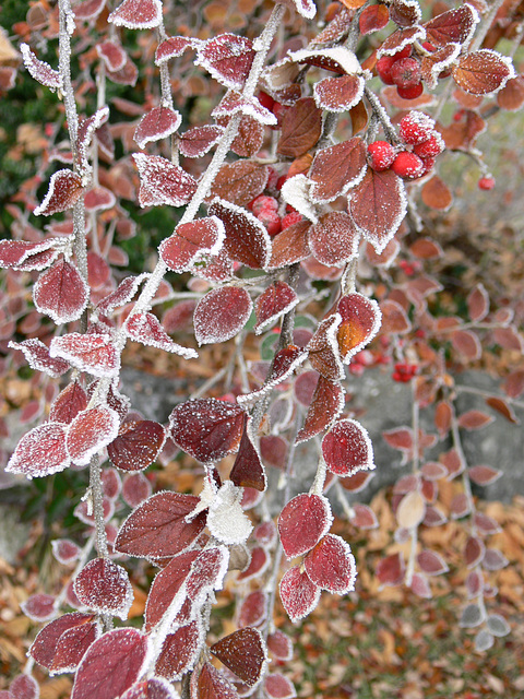weißer Glitter auf roten Blättern