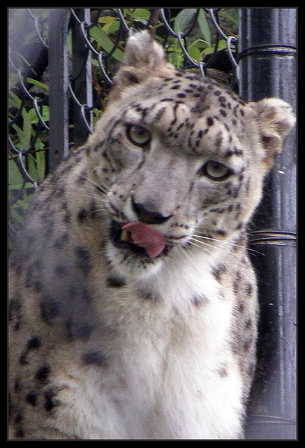 Snow leopard. Darjeeling, India