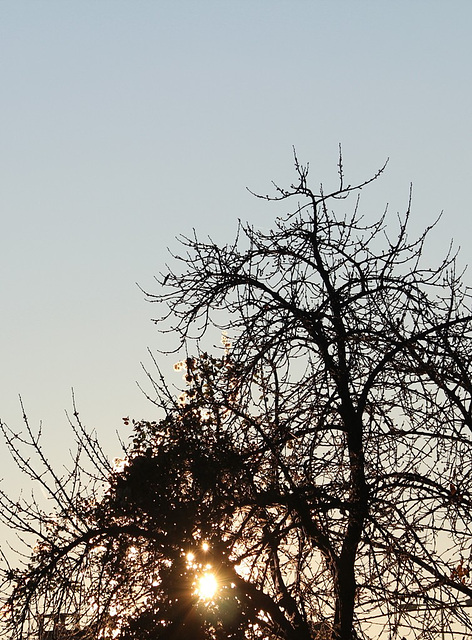 lumière du matin dans un cerisier (3)