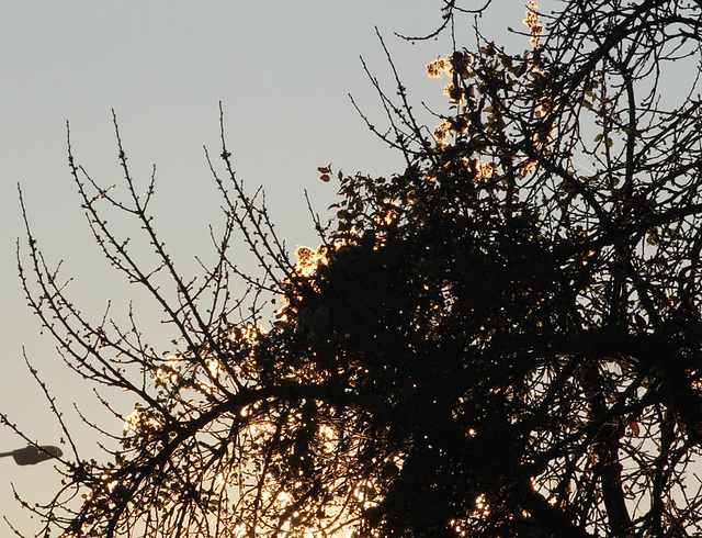 lumière du matin dans un cerisier (5)