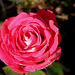 rose givrée - la der (5)