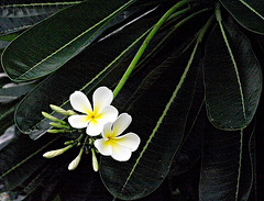 Leaves and petals
