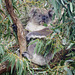 rostered koala