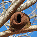 Oven bird nest