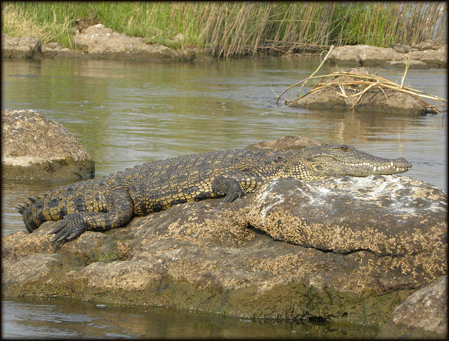 crocodile au repos