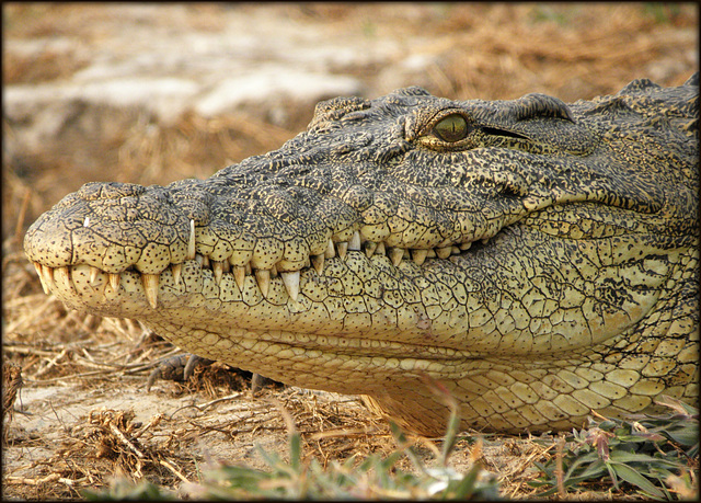 portrait d'un crocodile...