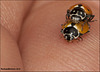 Coleoptera: Coccinellidae