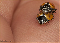 Coleoptera: Coccinellidae