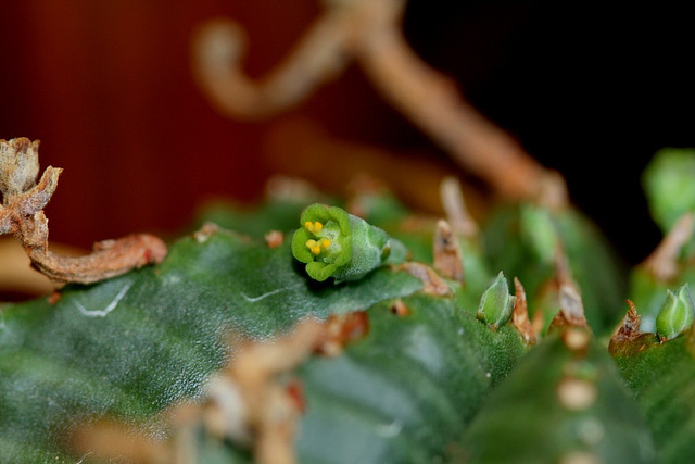 Euphorbia meloformis - fleurs mâles