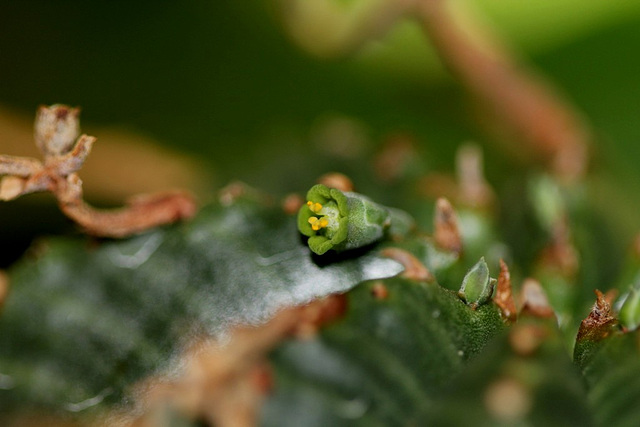 Euphorbia meloformis - fleurs mâles