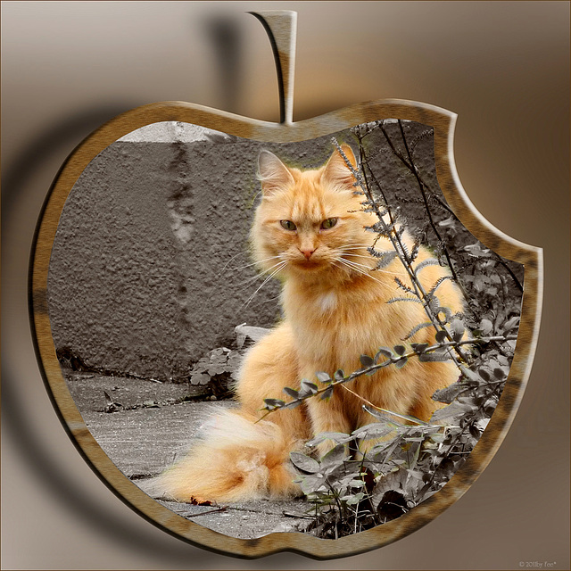 apple cat ☺