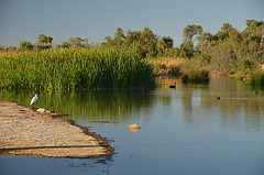 Desert waterhole - Muloorina