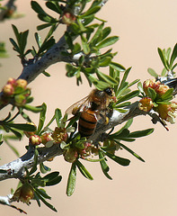 Bee (3610)
