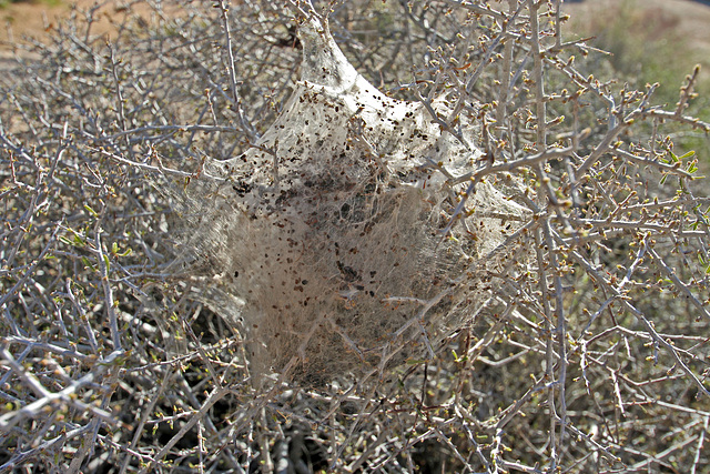 Insect Nest (3680)