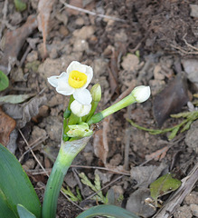 Narcisse multiflore DSC 0022