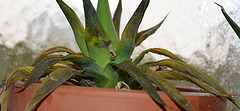 Agave chiapensis DSC 0038
