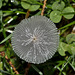 BESANCON: Parc Micaud, un champignon...