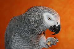 papago (amiko de porkino)