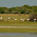 Painted storks marching
